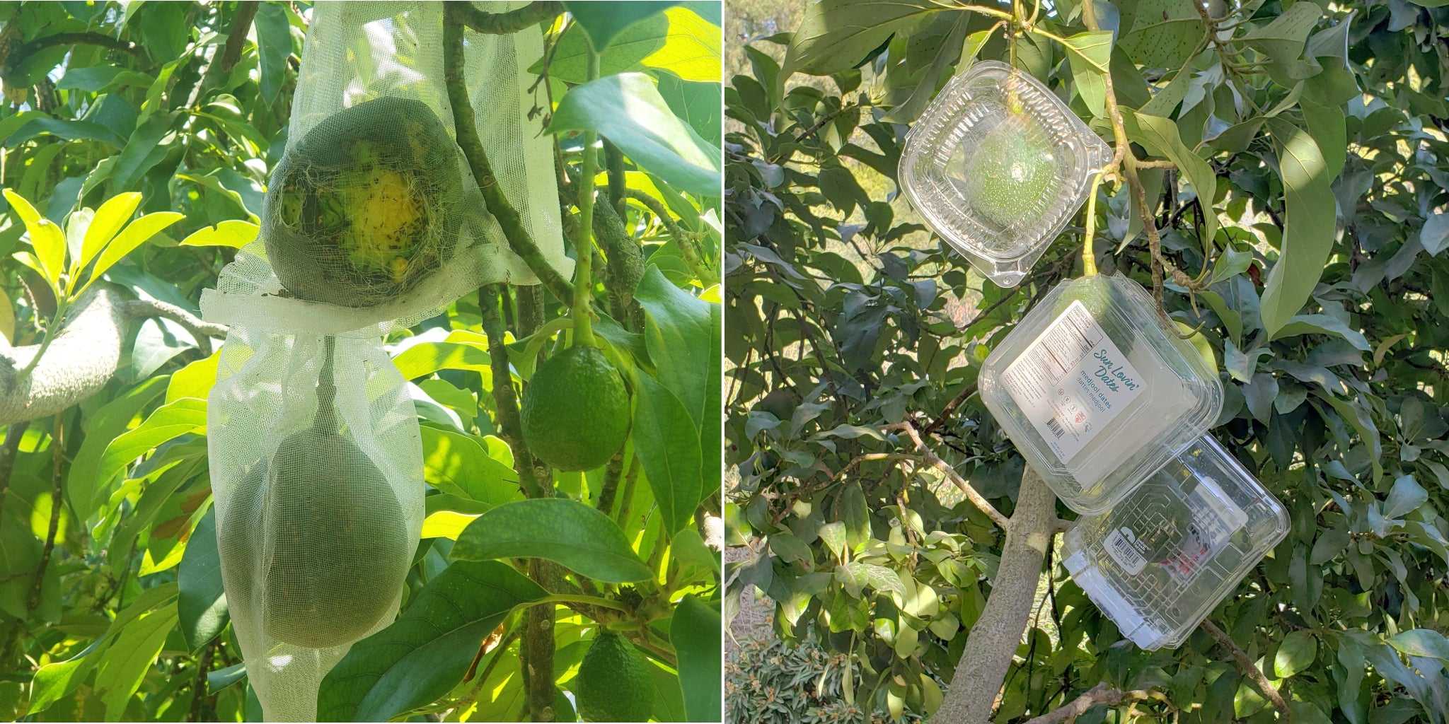 Squirrels chewed through the mesh bag and ate the fruit. And plastic food storage containers awkwardly hanging from a tree branch.