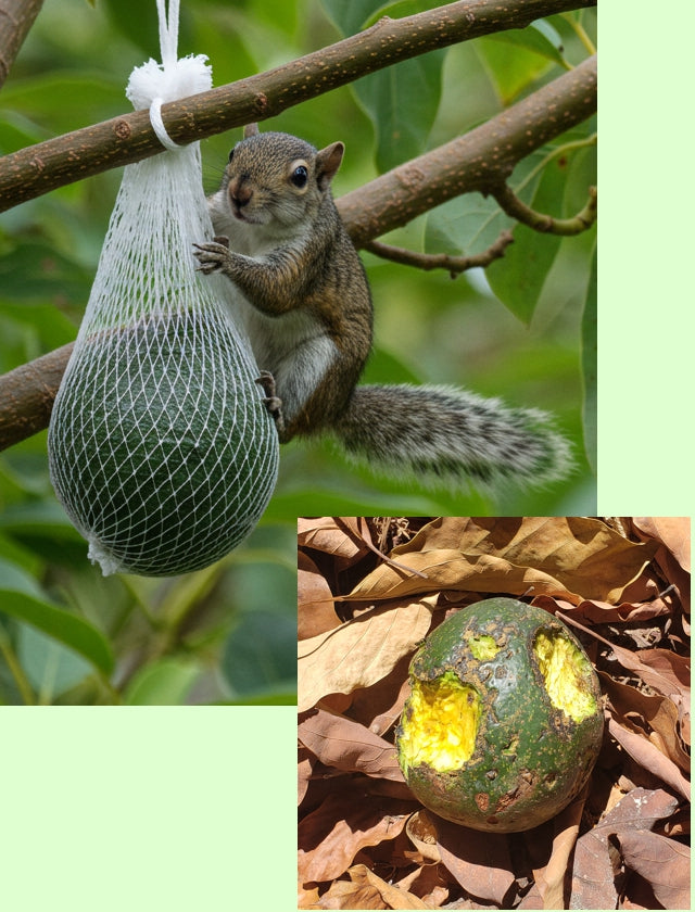 Squirrel eating an avocado through a mesh bag
