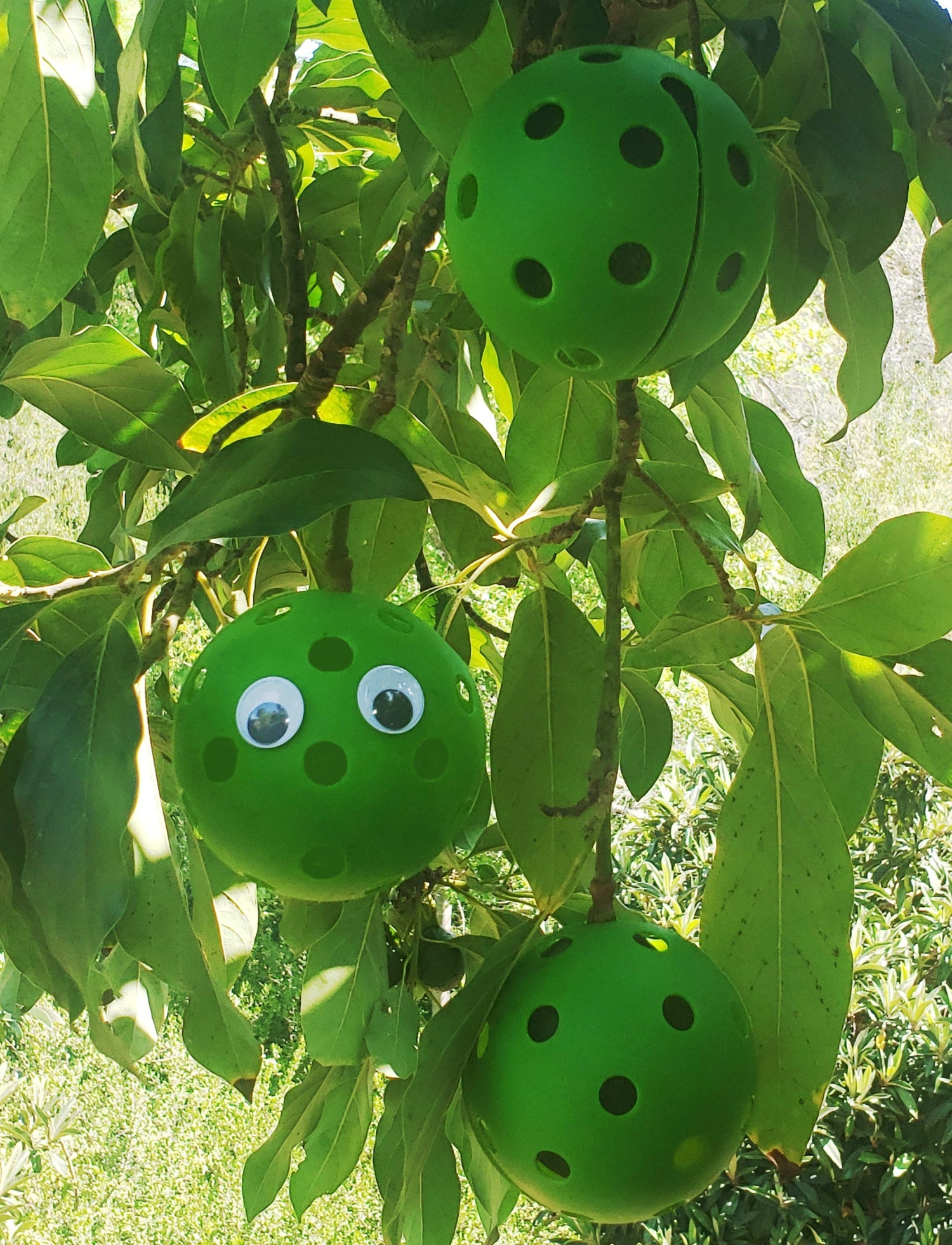 Three Fruit Huggers protecting avocados on a tree.