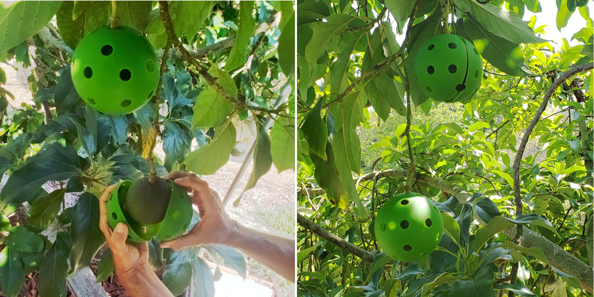 Hands snapping a green Fruit Hugger protective shell around an avocado on the tree, showing quick and simple installation.